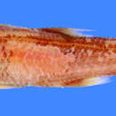 Image of Cardinal fish