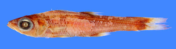 Image of Cardinal fish