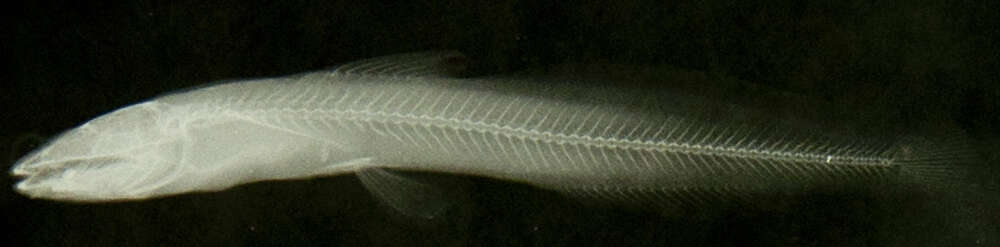 Image of Heptapterus