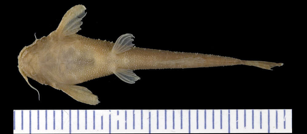 Image of Pseudobunocephalus amazonicus (Mees 1989)