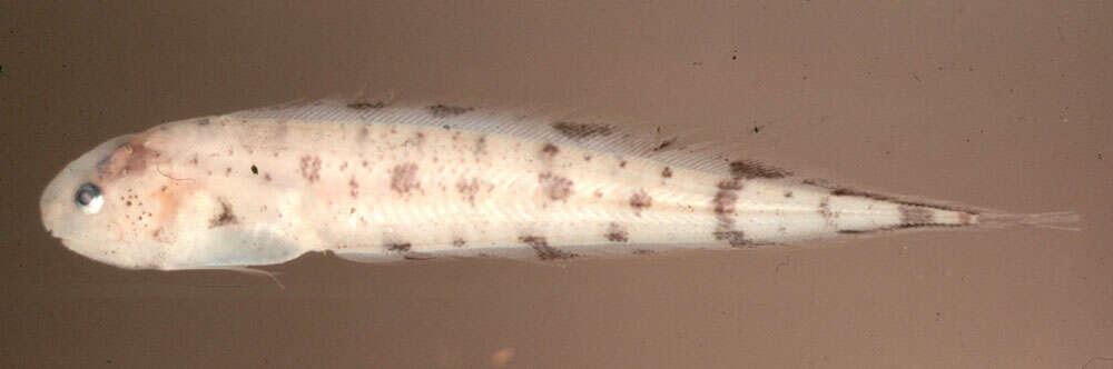 Image of Stripefin brotula