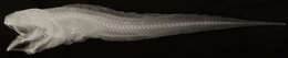 Image of Digitate cusk eel