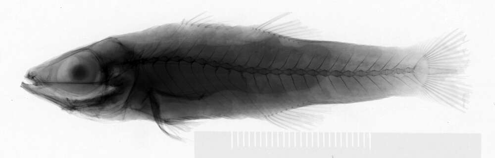 Image of Brinkmannella elongata Parr 1933