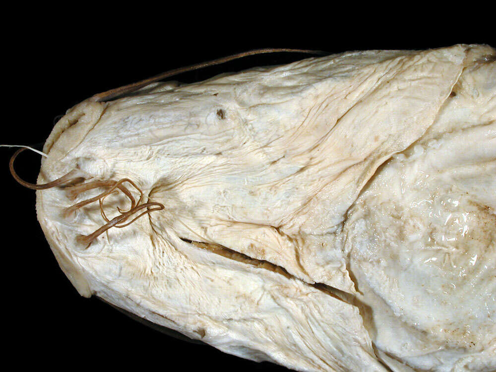 Image of Congo sea catfish