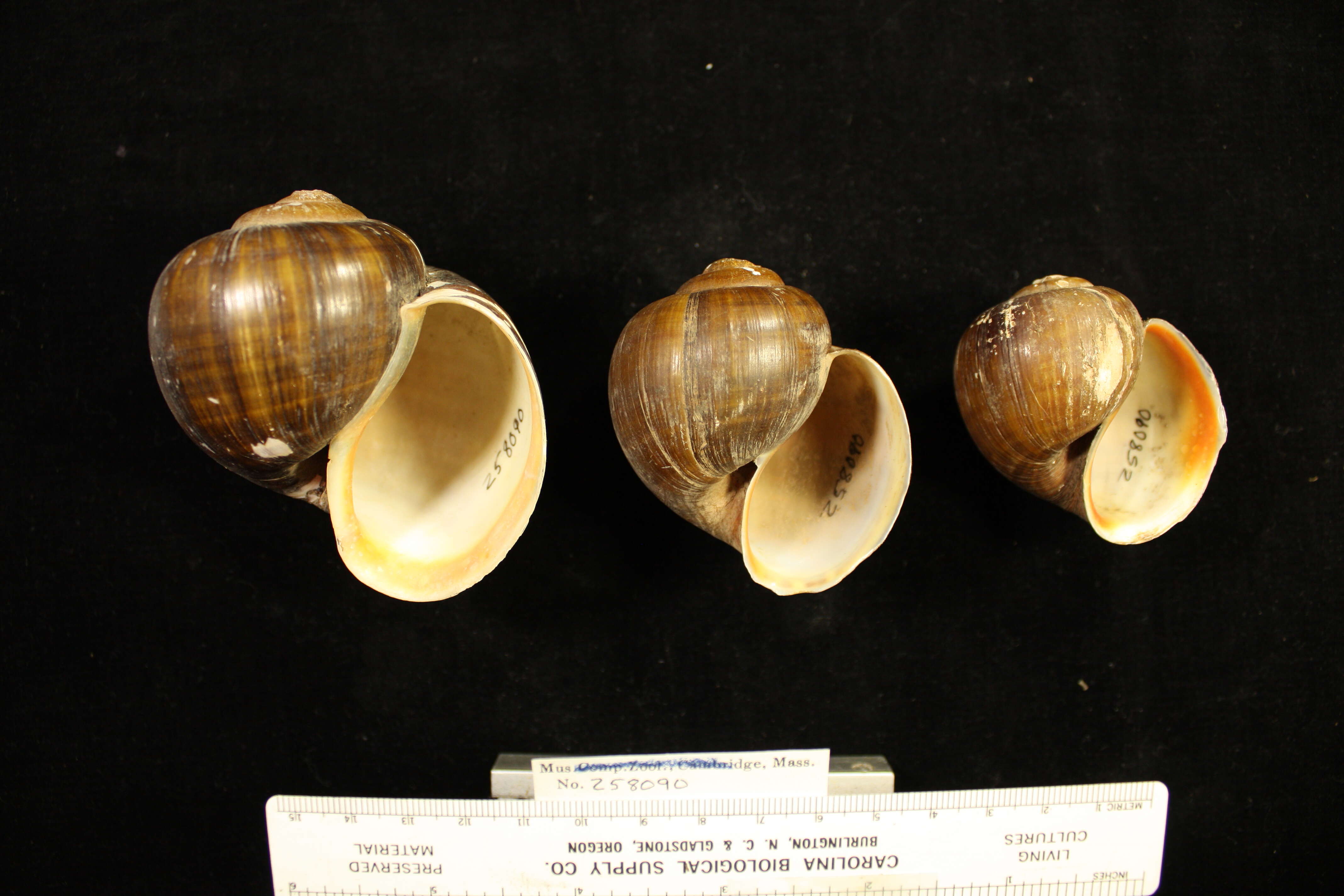 Sivun Pomacea guyanensis (Lamarck 1822) kuva