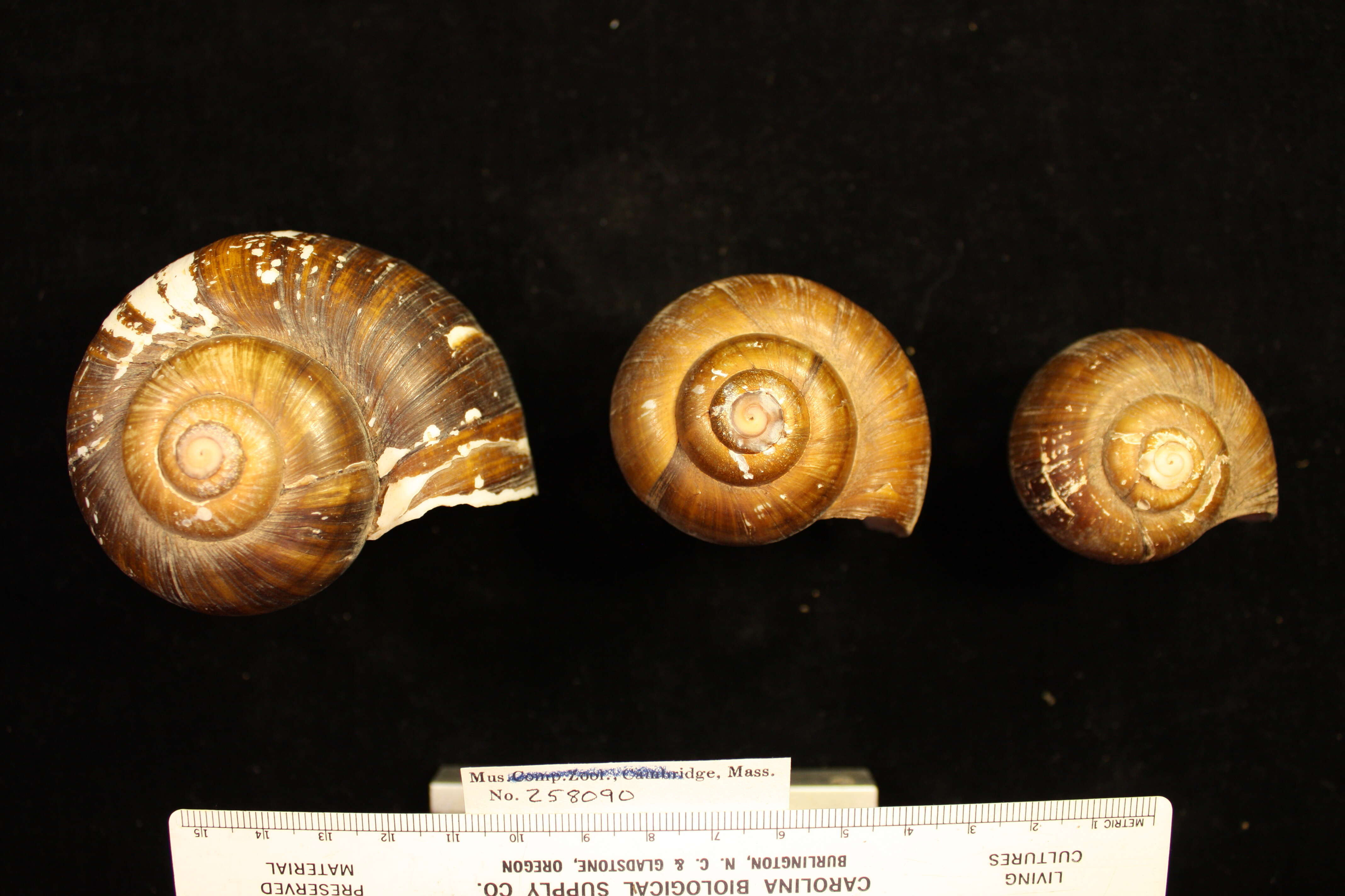 Pomacea guyanensis (Lamarck 1822) resmi