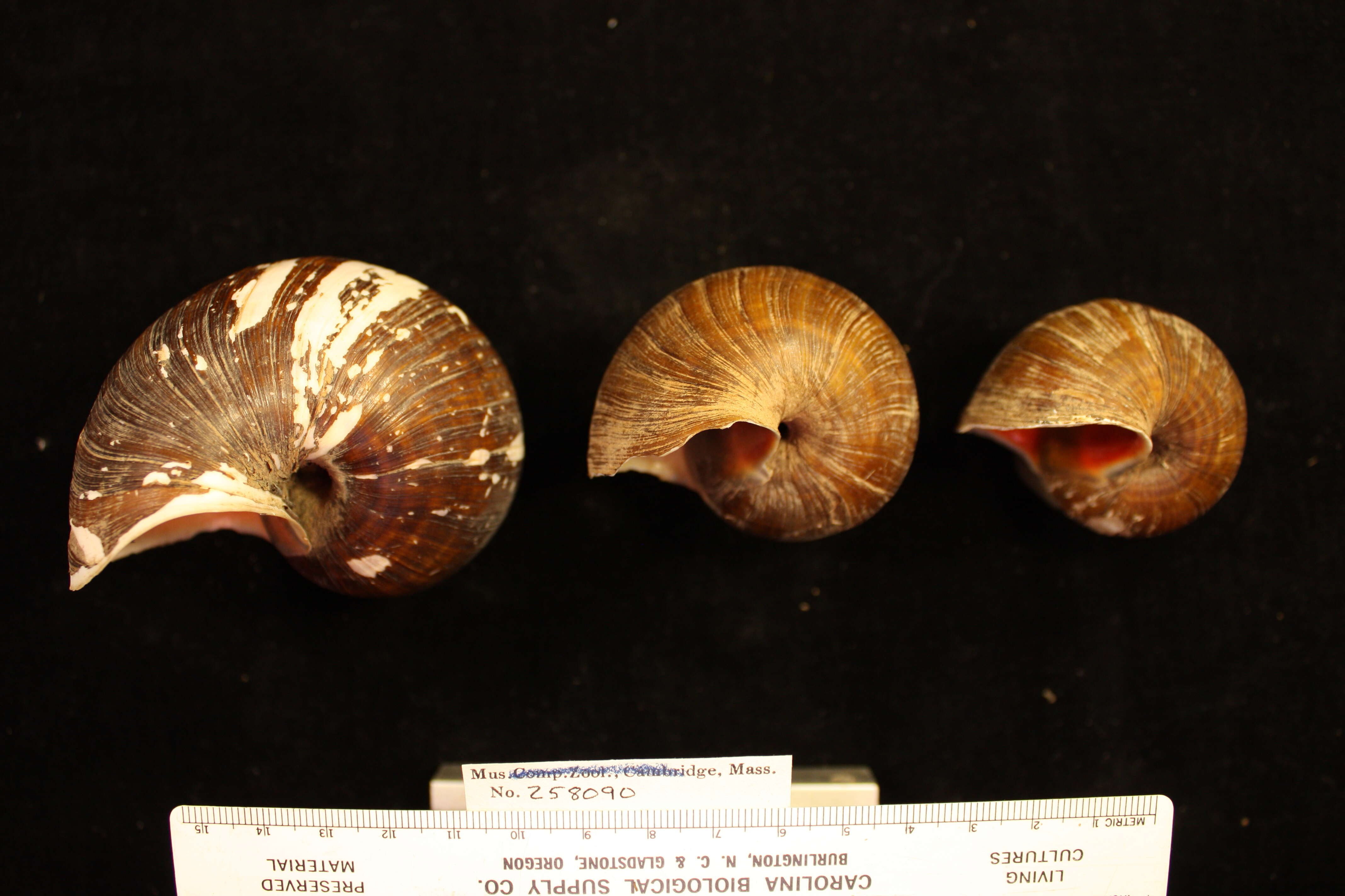 Pomacea guyanensis (Lamarck 1822) resmi