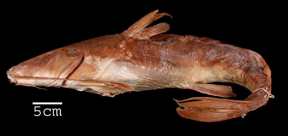 Image of Brown sea catfish