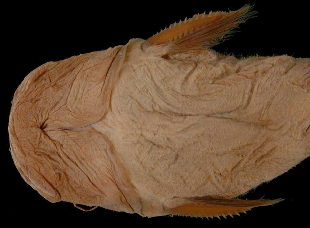 Image of Batrochoglanis