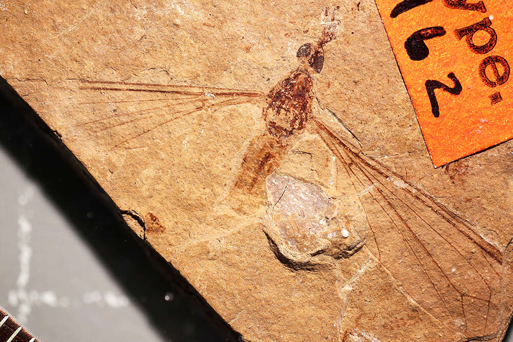 Image of <i>Tipula rigens</i> Scudder 1894