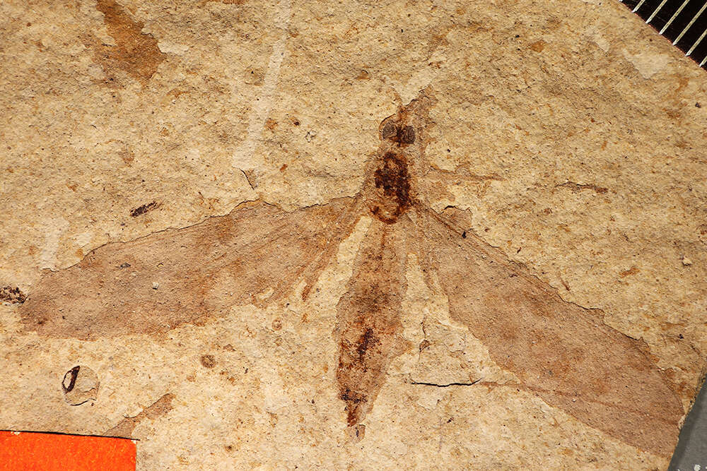 Image of <i>Tipula florissanta</i> Scudder 1894