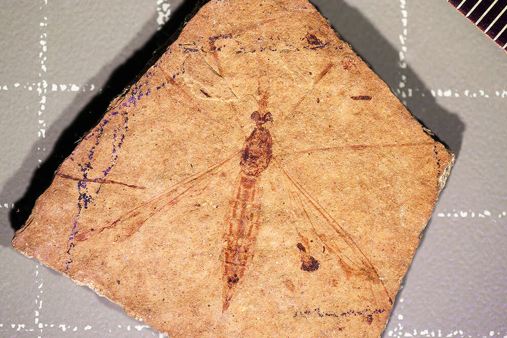 Image of <i>Tipula florissanta</i> Scudder 1894