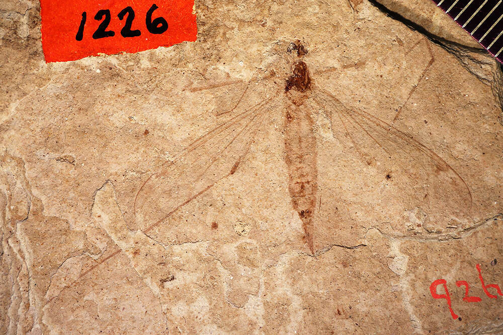 <i>Tipula florissanta</i> Scudder 1894 resmi