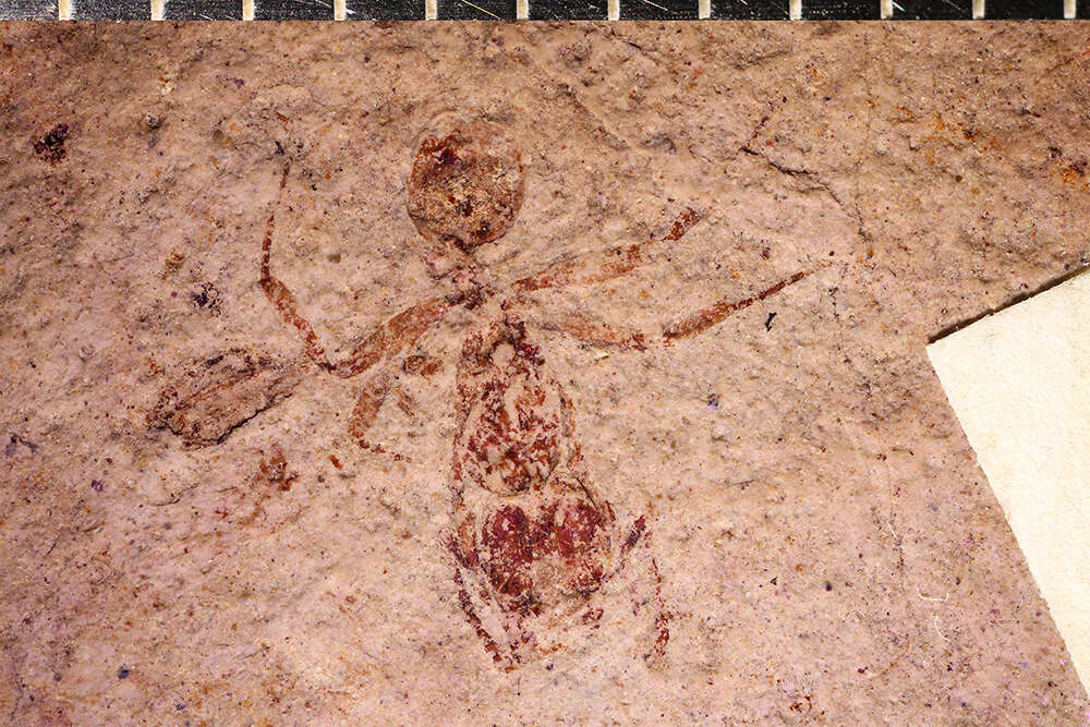 Image of Pogonomyrmex fossilis Carpenter 1930