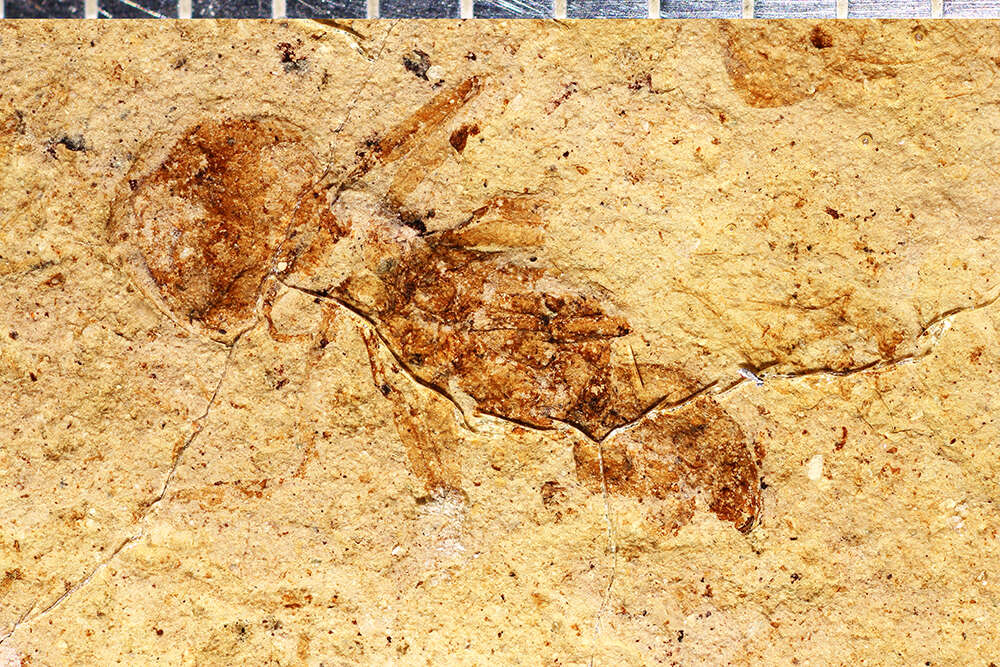 Image of Aphaenogaster mayri Carpenter 1930