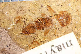 Image of Aphaenogaster mayri Carpenter 1930