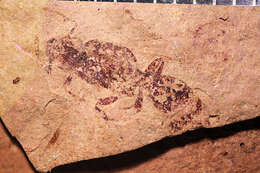 Image of Aphaenogaster mayri Carpenter 1930