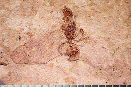 Image of Aphaenogaster mayri Carpenter 1930