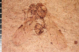 Image of Aphaenogaster mayri Carpenter 1930