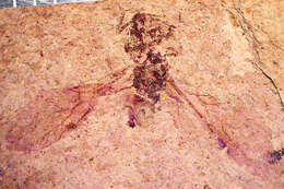 Image of Aphaenogaster mayri Carpenter 1930