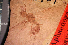 Image of Aphaenogaster mayri Carpenter 1930