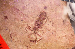 Image of Aphaenogaster mayri Carpenter 1930