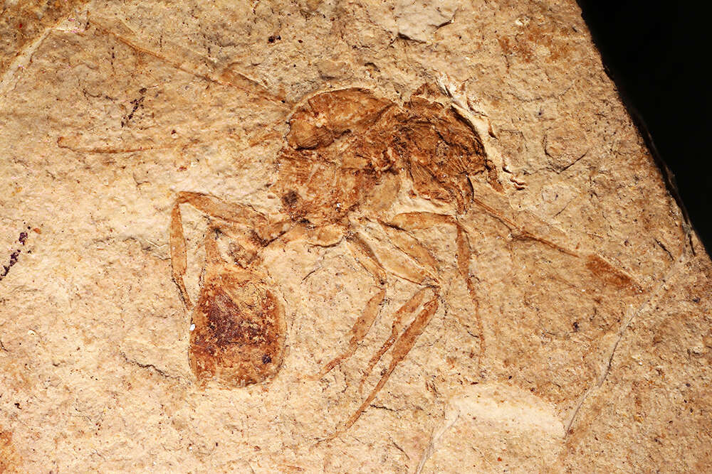 Image of Aphaenogaster mayri Carpenter 1930