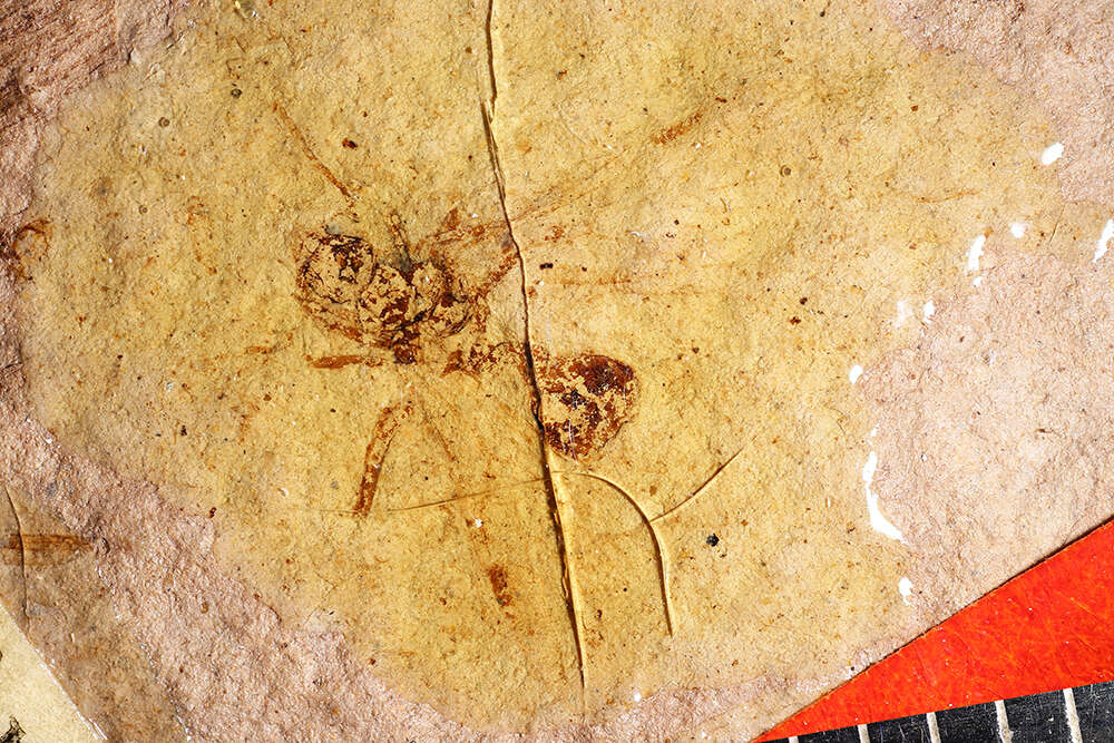 Image of Aphaenogaster mayri Carpenter 1930