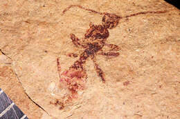 Image of Aphaenogaster mayri Carpenter 1930