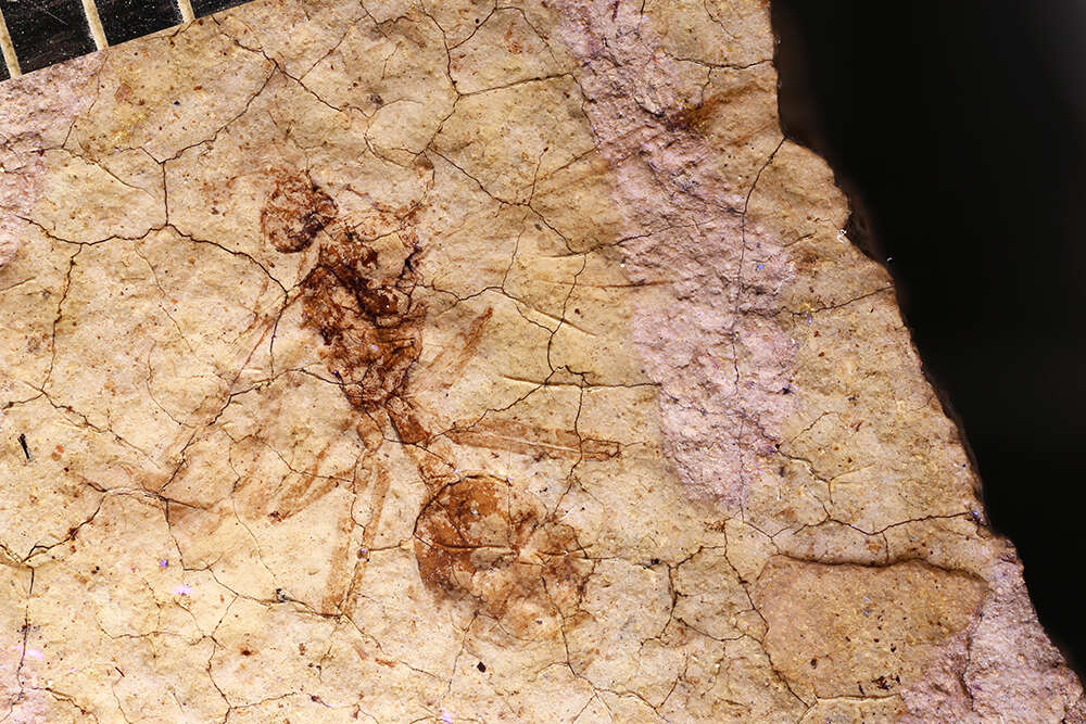 Image of Aphaenogaster mayri Carpenter 1930