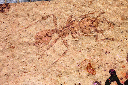 Imagem de Pogonomyrmex fossilis Carpenter 1930