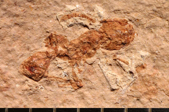 Imagem de Pogonomyrmex fossilis Carpenter 1930