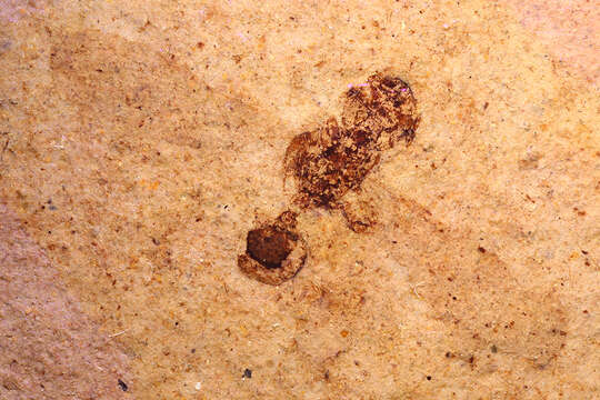 Image of Cephalomyrmex