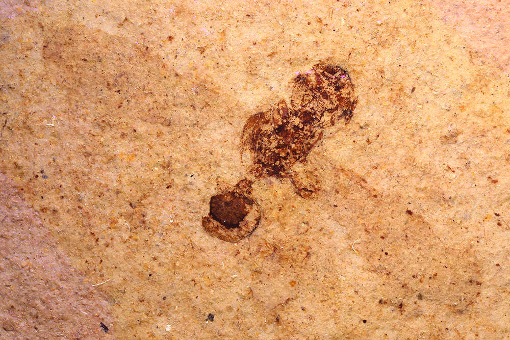 Image of Cephalomyrmex rotundatus Carpenter 1930