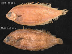 Image of Deepwater flounder