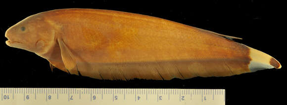 Image of Apteronotus