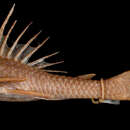 Hypostomus vaillanti (Steindachner 1877)的圖片