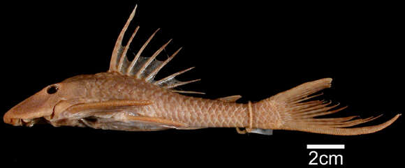 Hypostomus vaillanti (Steindachner 1877)的图像
