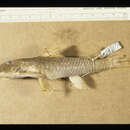 Image of Hypostomus vermicularis (Eigenmann & Eigenmann 1888)