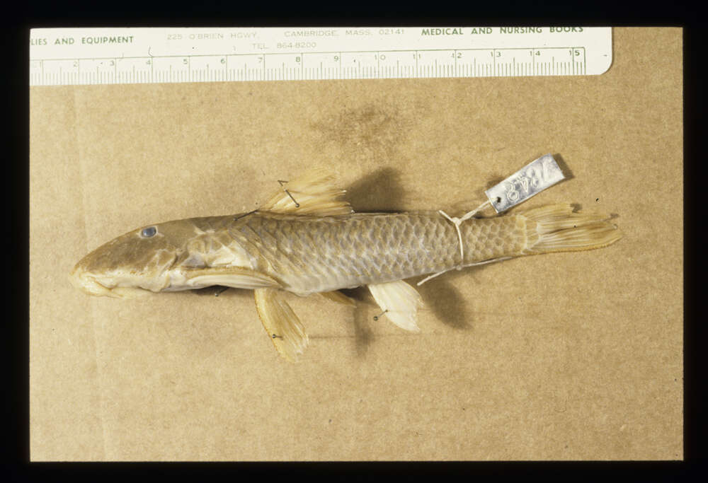 Image of Hypostomus vermicularis (Eigenmann & Eigenmann 1888)