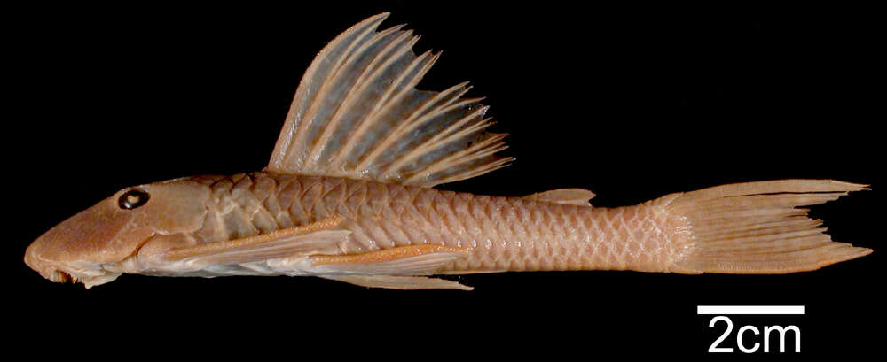 Image of Hypostomus vermicularis (Eigenmann & Eigenmann 1888)