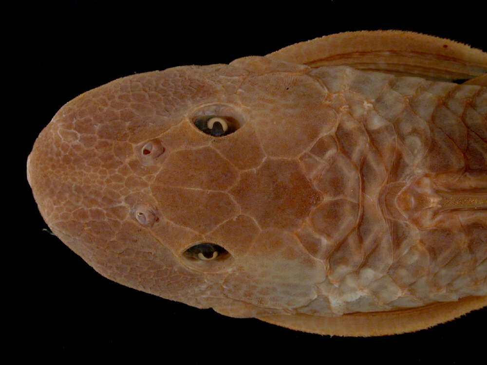 Image of Hypostomus vermicularis (Eigenmann & Eigenmann 1888)