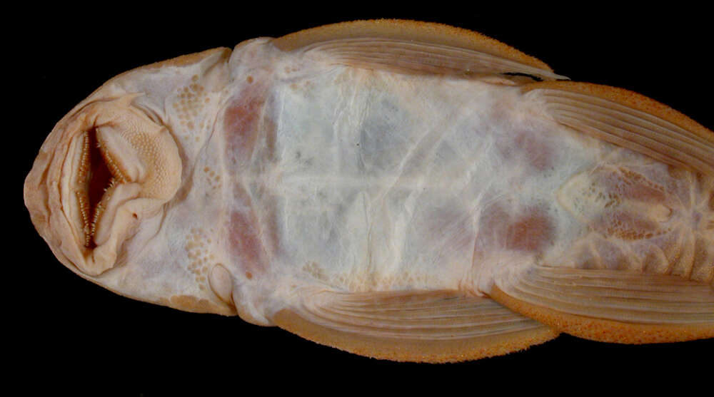 Image of Hypostomus vermicularis (Eigenmann & Eigenmann 1888)