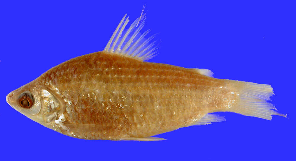 Слика од Cyphocharax microcephalus (Eigenmann & Eigenmann 1889)