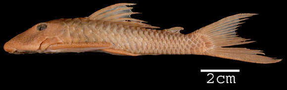 Hypostomus johnii (Steindachner 1877)的圖片