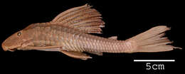 Image of Hypostomus limosus (Eigenmann & Eigenmann 1888)