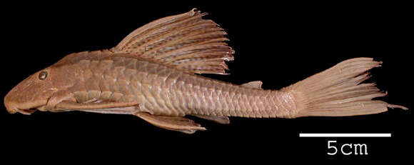 Imagem de Hypostomus limosus (Eigenmann & Eigenmann 1888)