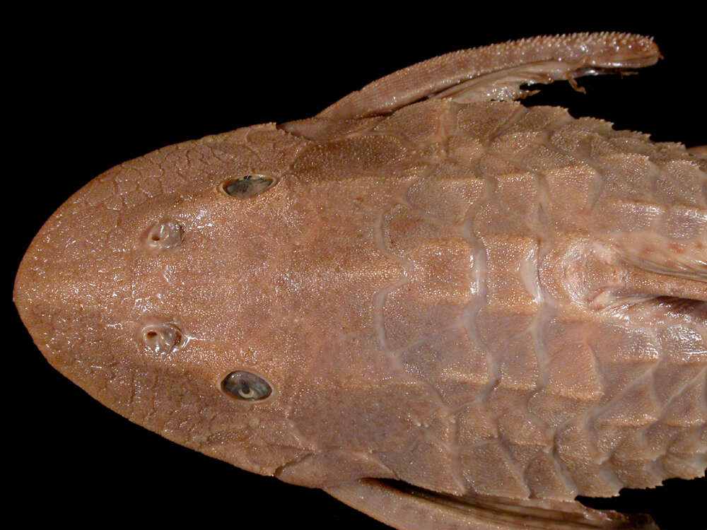 Image of Hypostomus limosus (Eigenmann & Eigenmann 1888)