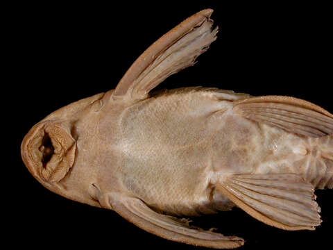 Imagem de Hypostomus limosus (Eigenmann & Eigenmann 1888)