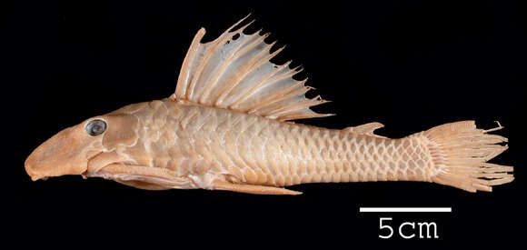 Hypostomus macrops (Eigenmann & Eigenmann 1888)的圖片